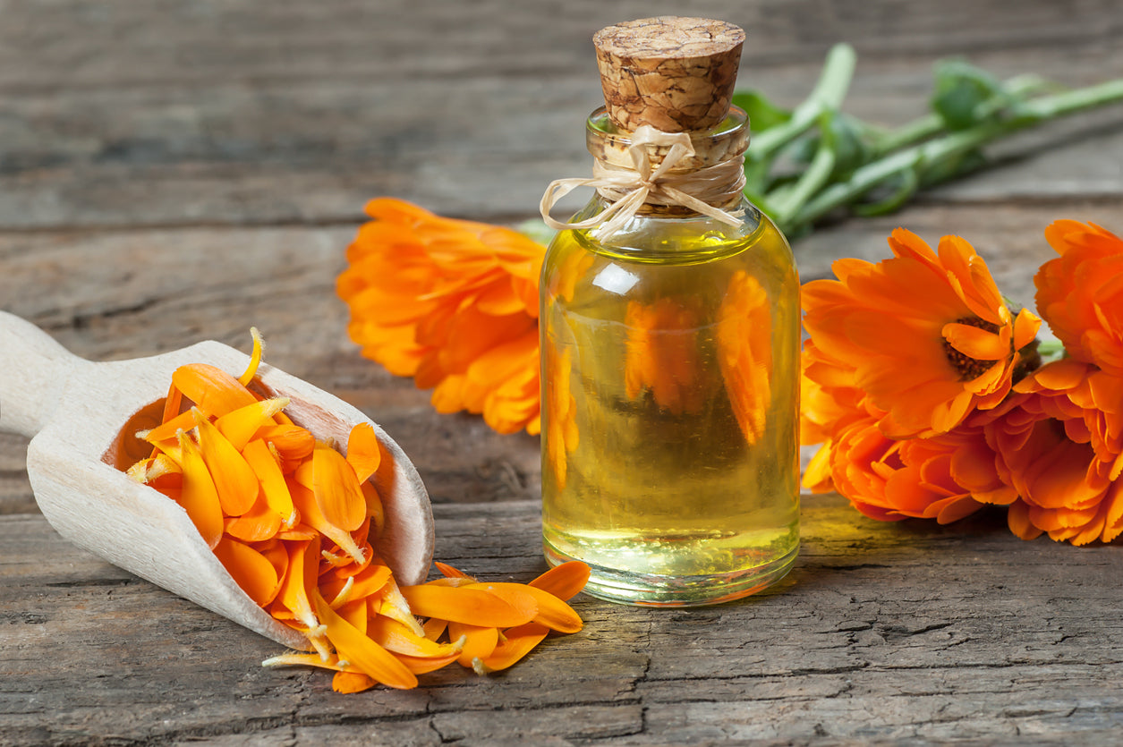 Calendula Officinalis