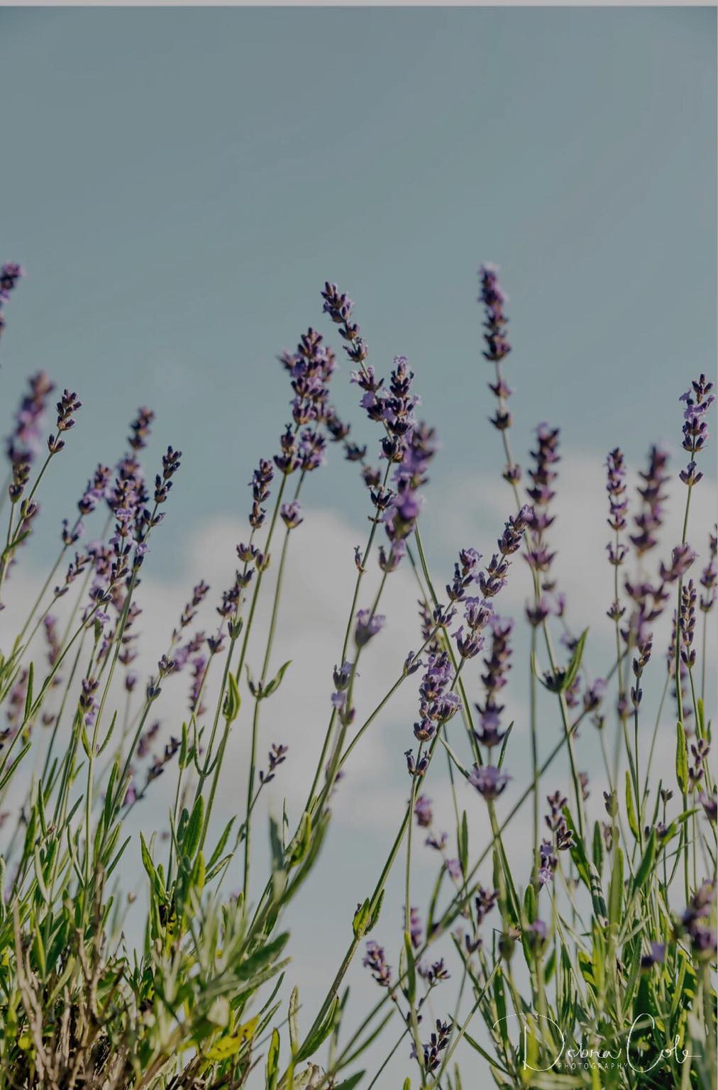 Under a clear blue sky, Muscle Balm by jean & andy evokes the serenity of lavender plants with purple flowers swaying gently. The soothing aroma of essential oils from slender green stems and leaves creates a calming, natural scene. Sparse clouds contribute to the tranquil atmosphere, enhancing the balm's analgesic effects.